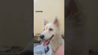 #comedy #labrador #pets #funny #dog #love q #ekmotahathighumechala #lifeisbutadream #music #doggie