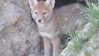 Coyote Pups In The Wild