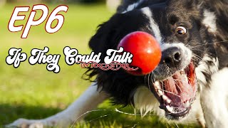 If They Could Talk  Episode 6  No Extra Talk! Just Tha Videos! by RxCKSTxR  Try Not To Laugh!