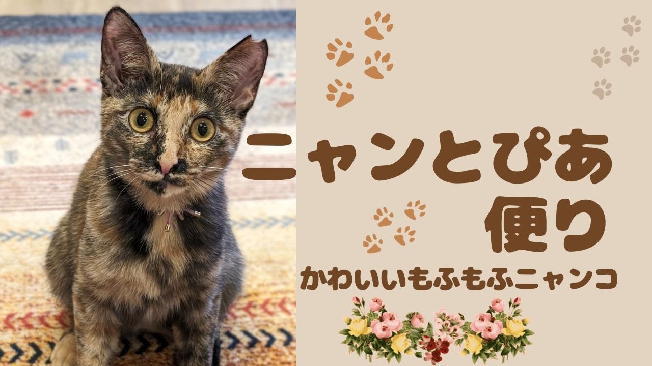 ニャンと ぴあ