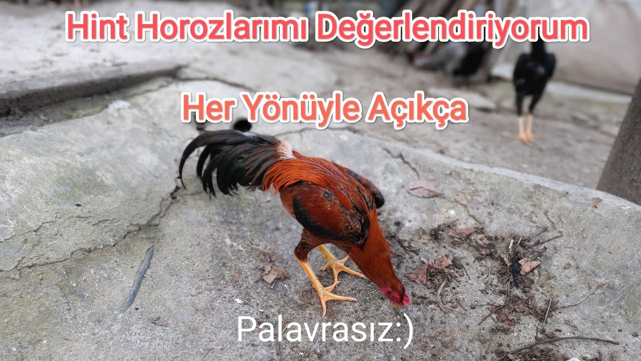 Hint Horozlarımı Değerlendiriyorum. Tüm Yönleriyle Açıkça.( Palavrasız) 😅