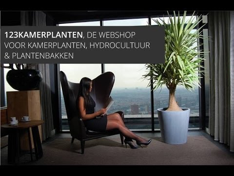 Video: Aalwyn: voortplanting by die huis, kenmerke van versorging en verbouing