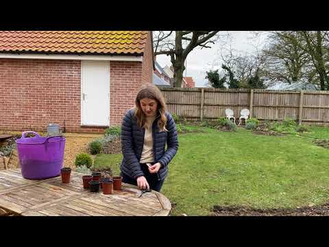 Vidéo: 4 façons de faire pousser 