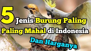 5 Jenis Burung Paling Mahal di Indonesia