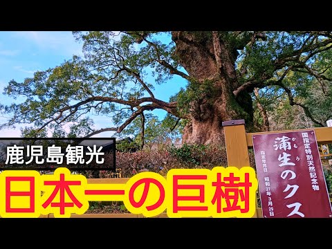 蒲生の大クス【鹿児島観光】【姶良観光】