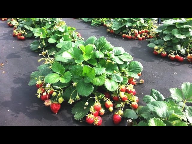 Хотите много крупной #клубники? Посадите клубнику на укрывной материал! Все секреты выращивания!