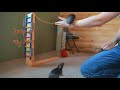 Awesome, Amazing Rat Tricks