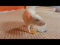 Awesome, Amazing Rat Tricks