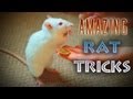 Awesome amazing rat tricks