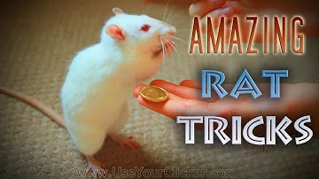 Awesome, Amazing Rat Tricks