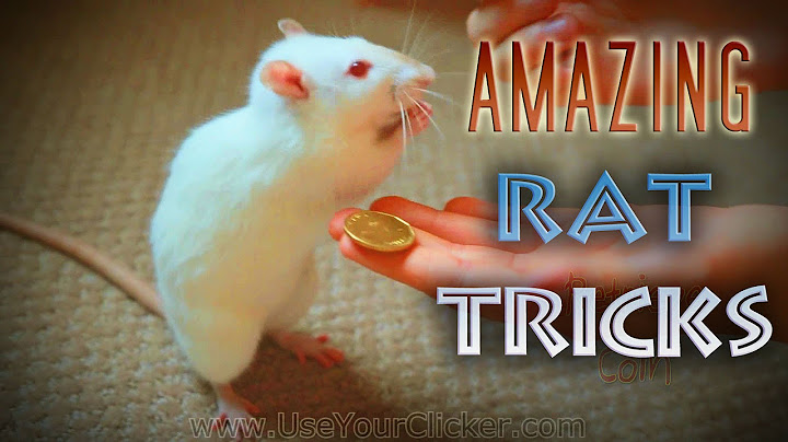 Awesome, Amazing Rat Tricks
