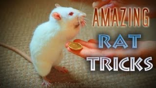 Awesome, Amazing Rat Tricks(Watch Part 2: https://www.youtube.com/watch?v=0jo_EG7XqZQ A short video showcasing a handful of incredible rat tricks performed by my five talented rats: ..., 2013-08-24T22:50:09.000Z)