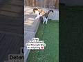 23 Year Old Cat Still Jumps ❤️