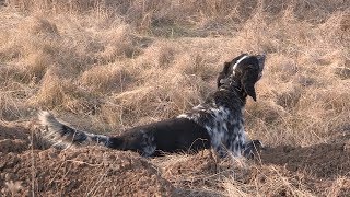 International game bird dog  Serbia Zitoradja  Part 1 | Pointing dog  Cane de ferma |