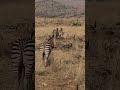 #wildlife #tour #animals #safari #trip #tourist #travel #africa #zebra #nature #photography #park