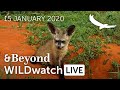 WILDwatch Live | 15 January, 2021 | Afternoon Safari | South Africa