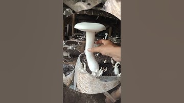 Milky Mushroom Cultivation #mushroomfarming