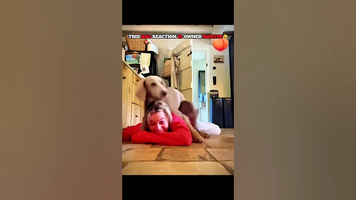 Other 🐕 Reaction To OWNER FAINTED vs This 🐕 Reaction To OWNER FAINTED 😂 💀 | #dog #usa #edit #shorts