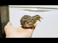 ウズラが死なないように飼育ケージを改造します