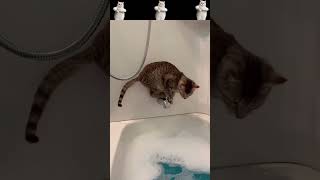 Funny Cat Fails 2026 | Crazy Cat Falls🐱🐈🐈#shorts