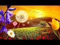 "Цветочки" Видео альбом! - Наталия Лансере - Песни про цветы для детей - все клипы одним видео!