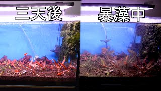 水草新手篇38 |水草缸爆發大量絲藻~綠藻~絨毛藻|日本箦藻種子?