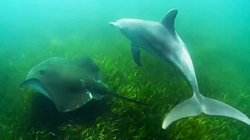 Dolphins Use Sting﻿﻿rays to Hunt Octopus | Ocean Giants | BBC Earth