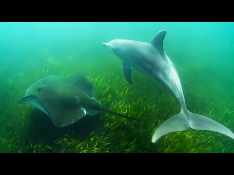 Dolphins Use Sting﻿﻿rays to Hunt Octopus | Ocean Giants | BBC Earth