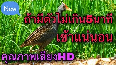 เสียงต่อนกตูม เข้าเร็วมาก (ไม่มีโฆษณาระหว่างคลิป)