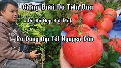 Cây Giống Bưởi Diễn, Bưởi Da Xanh, Bưởi Đỏ Tiến Vua Cung Cấp Sỉ Lẻ 0353.094.444