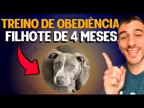 Vídeo: A caça ao tesouro mais legal para fazer com seu cão