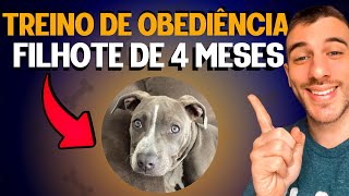 Como Adestrar Um Cachorro Filhote (PASSO A PASSO NA PRÁTICA)