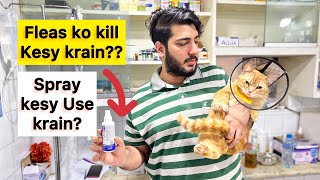 Persian Cat se Fleas kesy khatam krain? Cat’s flea Treatment | How to get rid of fleas from cats