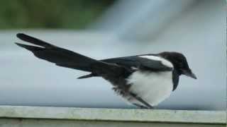First test with my Samyang 500mm MC IF F6.3 Mirror Lens. Shot with Canon  EOS 7D. - YouTube