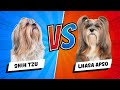 Lhasa Apso vs. Shih Tzu - Which is Better? Dog vs Dog