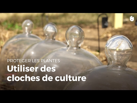 Vidéo: Cultiver des asperges dans une jardinière : prendre soin des asperges cultivées en conteneur