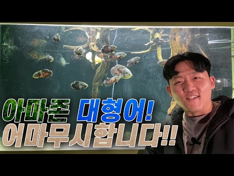 아마존 대형어! 과연 어떤일이 일어났을까.....