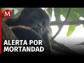 Especialistas investigan la muerte de monos saraguatos en Tabasco por altas temperaturas
