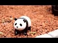 【閲覧注意】パンダさんの小さな冒険~A tiny adventure~