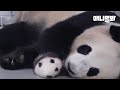 판다들도 내일 아침 9시 30분 알람 맞춰놓고 자는 중ㅋㅋ [TV동물농장 1000회 특집]ㅣPanda Cub Sleeps Deep And Sound In Mama's Arms