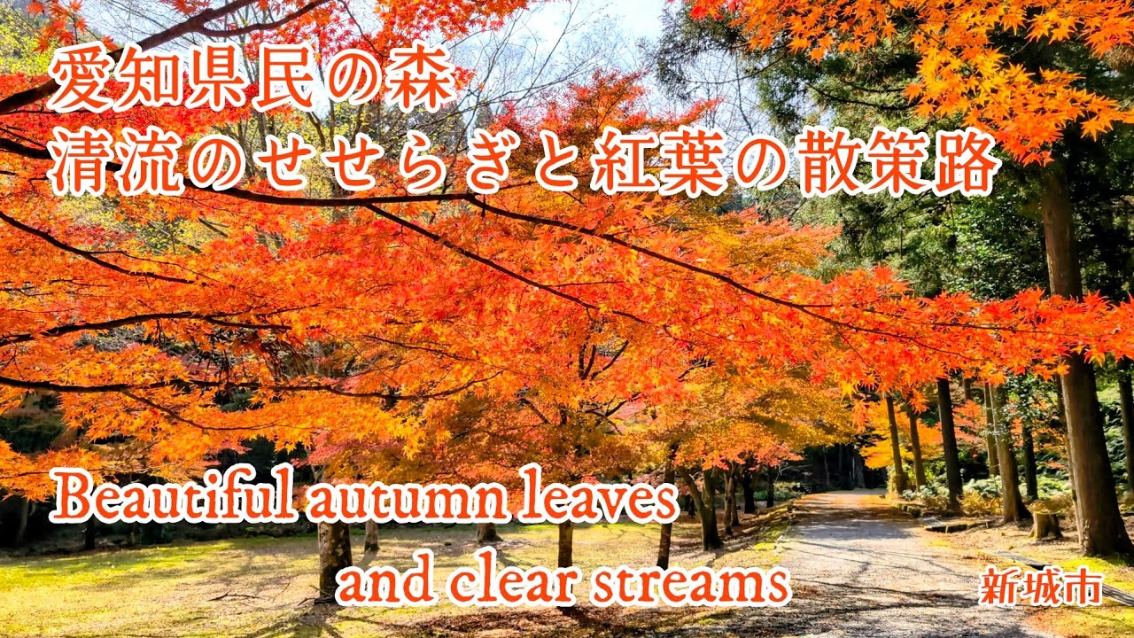 Japan, beautiful autumn leaves and clear streams~ 秋の愛知県民の森 紅葉見頃（新城市）（4K ）｜Aichi Prefectural Forest