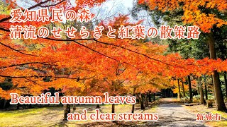 Japan, beautiful autumn leaves and clear streams~ 秋の愛知県民の森