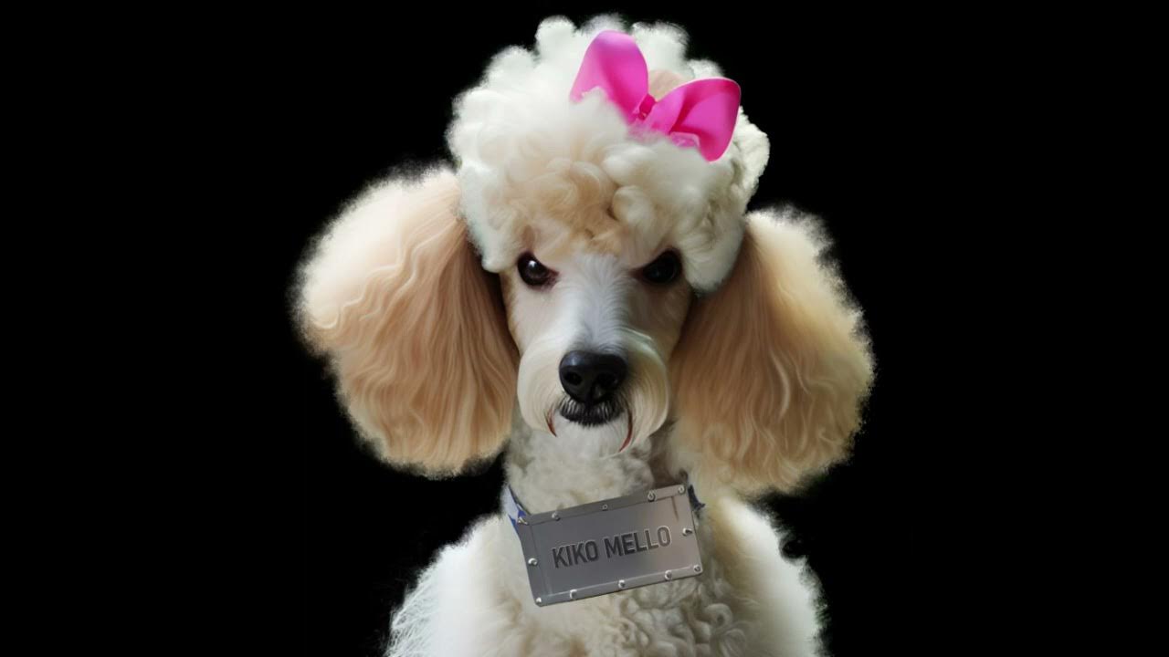 KIKO MELLO POODLE TOY YouTube