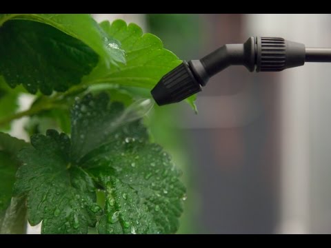 Como se livrar dos pulgões Quando Crescer Interior