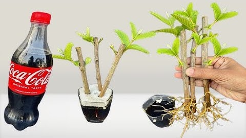 Grow Guava Tree From Cuttings In A Coco-cola | Coco-cola Experiment
