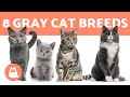 TOP 8 GRAY CAT BREEDS 🐱❣️ (Which Is Your Favorite?) の動画、YouTube動画。