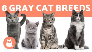 Top 8 Gray Cat Breeds Which Is Your Favorite?