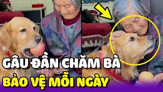 Chú chó Golden chăm sóc và bảo vệ Bà của mình mỗi ngày 🥰 | Yêu Lu Official