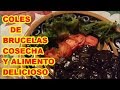 COLES DE BRUCELAS, COSECHA Y RECETA DE PLATILLO (*._.*) 62 VIDEOLUNES