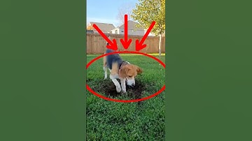 These owners learned their lesson the hard way… 😳 #emotional #beagle #dogs #love